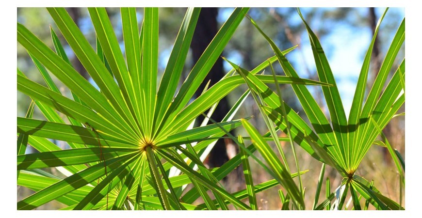 중, 장년 남성의 영양제, 전립선 건강 쏘팔메토의 검증된 효능