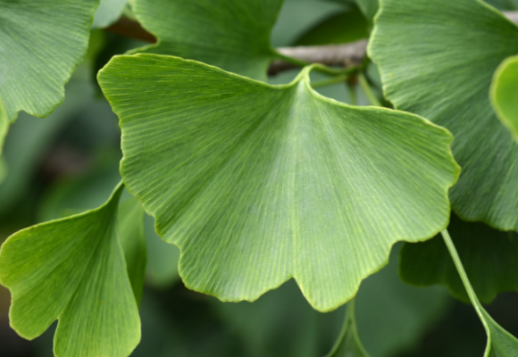 기억력, 혈액순환 개선제 징코빌로바 (Ginkgo Biloba) 은행잎 추출물의 효능