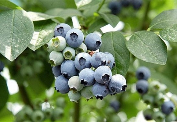 눈건강 시력영양제 슈퍼푸드 빌베리 효능