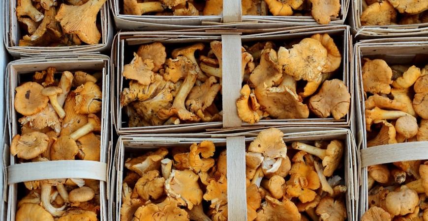 면역력증강  항암  항바이러스작용 등의 효과가 입증된 표고 버섯균사체 추출물 AHCC