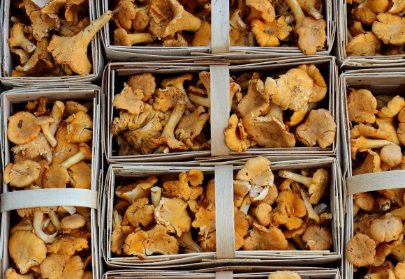 면역력증강  항암  항바이러스작용 등의 효과가 입증된 표고 버섯균사체 추출물 AHCC