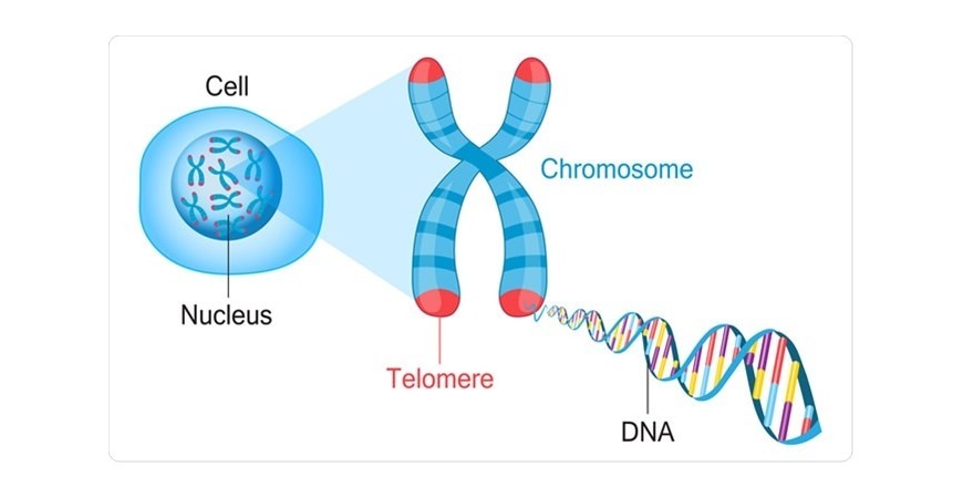 불로장생의 비밀, 생명시계 텔로미어(Telomere)