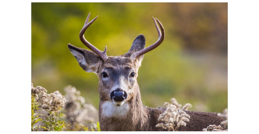 기적의 식품, 벨벳 앤틀러 녹용속 영양소 성분과 효능