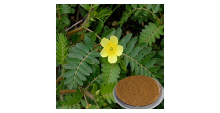 남가새 트리블러스 테레스트리스 (Tribulus Terrestris) 의 효능