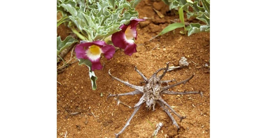 악마의 발톱은  관절염치료의 구세주