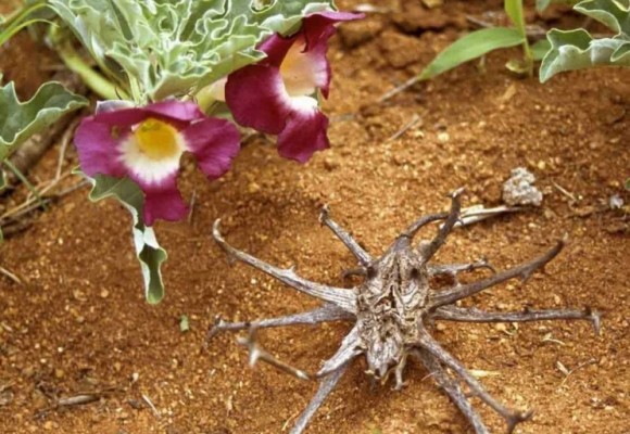 악마의 발톱은  관절염치료의 구세주