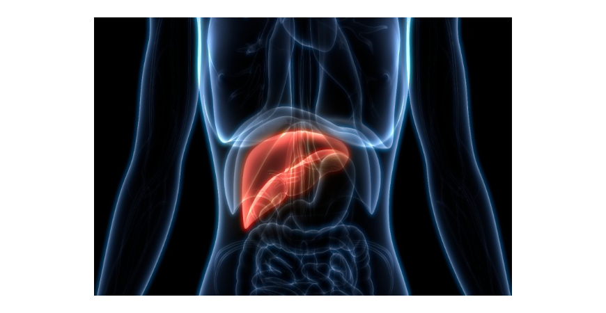 간 기능이 저하되는 원인 및 간 건강에 도움이 되는 영양제