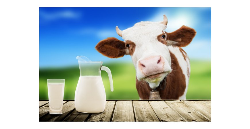 락토페린(Lactoferrin)이란 무엇이며 건강상의 장점은 무엇인가요