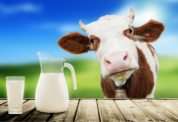 락토페린(Lactoferrin)이란 무엇이며 건강상의 장점은 무엇인가요