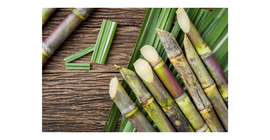 폴리코사놀은 혈당과 콜레스테롤 수치 개선에 진짜 도움이 될까?