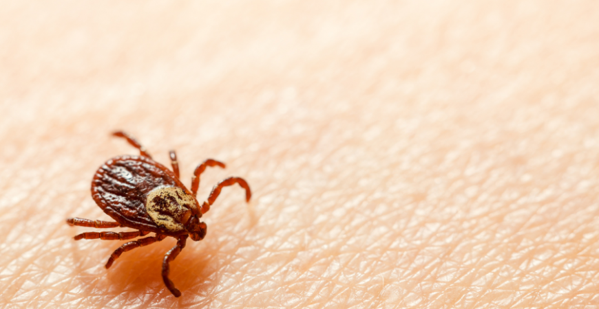 왜 여름철마다 라임병이 유행할까요?
