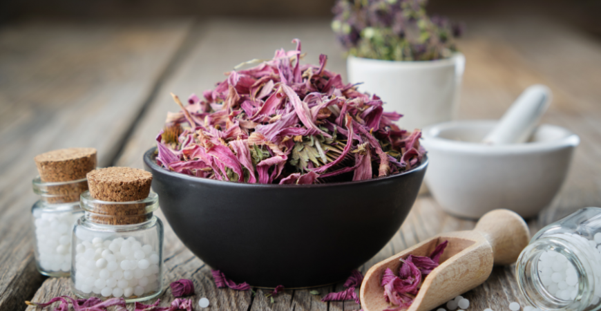 에키네시아 추출물의 10가지 효능: 건강을 지키는 천연 방패