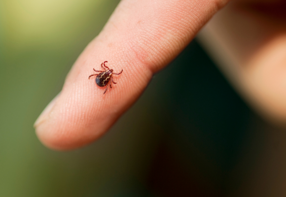 진드기 주의보! 여름철 잔디밭 야외활동 시 진드기 감염에 주의하세요.