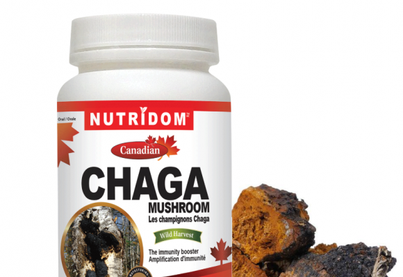 차가버섯(Chaga mushroom)의 면역증강 항암효과 기능, '신이 인간에게 내려 준 마지막 선물'