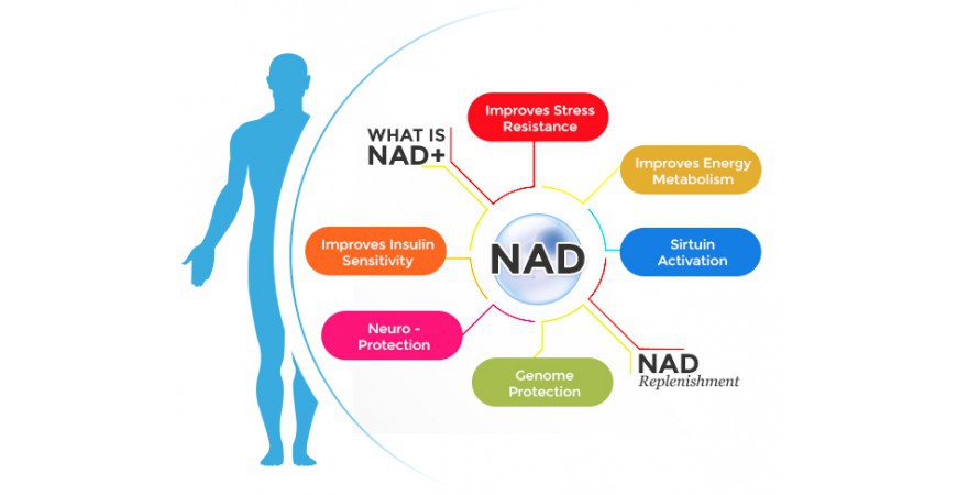 회춘영양제, 노화방지제의 물질인 니코틴아미드 리보사이드 NAD 부스터 트루니아젠