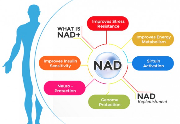 회춘영양제, 노화방지제의 물질인 니코틴아미드 리보사이드 NAD 부스터 트루니아젠