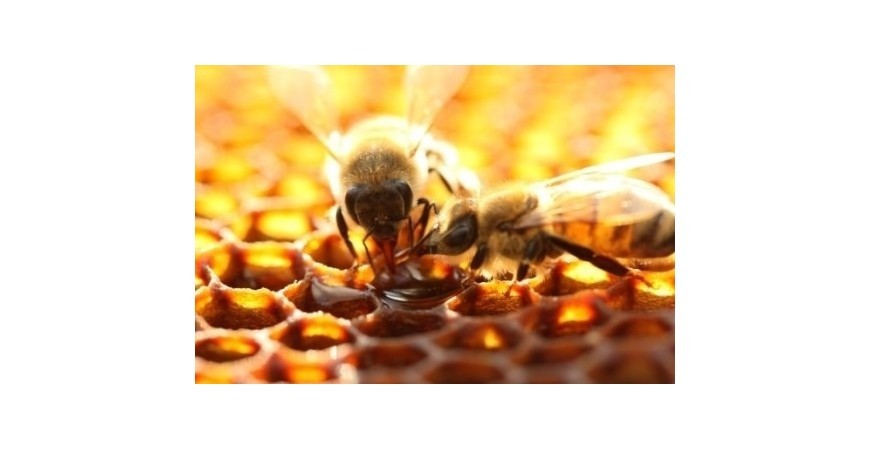 프로폴리스로 감염 예방하고 면역력 높이기