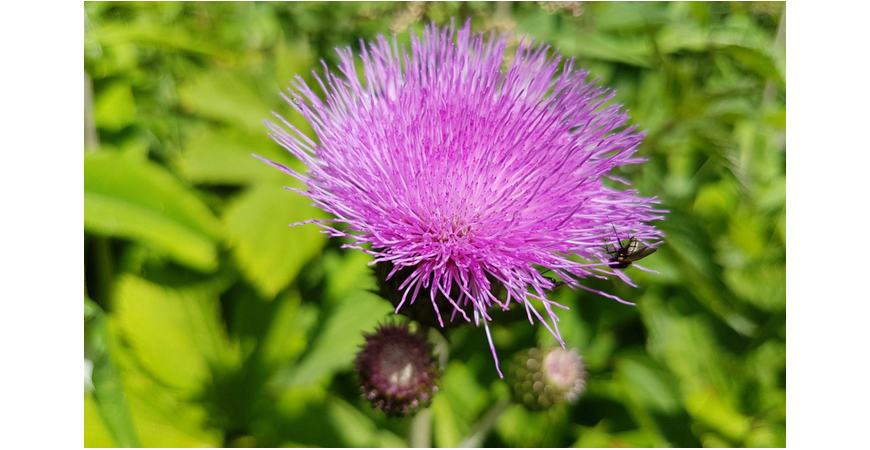 간 건강에 최고의 동반자 밀크 시슬 브랜드 추천