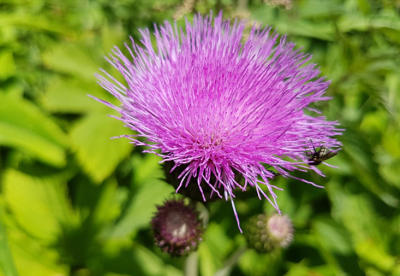 간 건강에 최고의 동반자 밀크 시슬 브랜드 추천