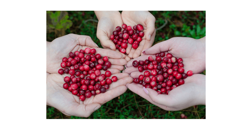 방광염 예방에 도움이 되고 강력한 항산화제인 베리의 여왕 크랜베리(Cranberry)