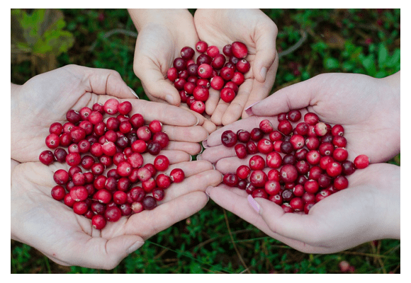 방광염 예방에 도움이 되고 강력한 항산화제인 베리의 여왕 크랜베리(Cranberry)
