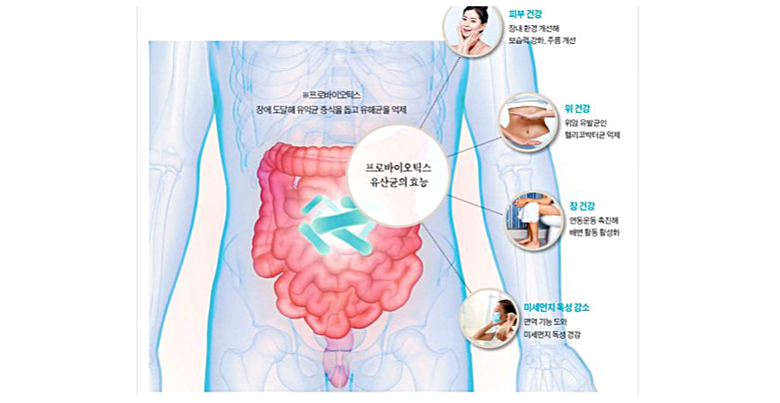 면역력 장건강에 좋다는 유산균 프로바이오틱스 제품이 도움 될까