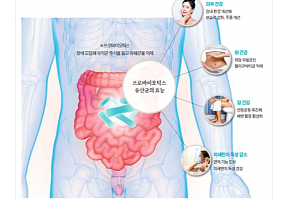 면역력 장건강에 좋다는 유산균 프로바이오틱스 제품이 도움 될까