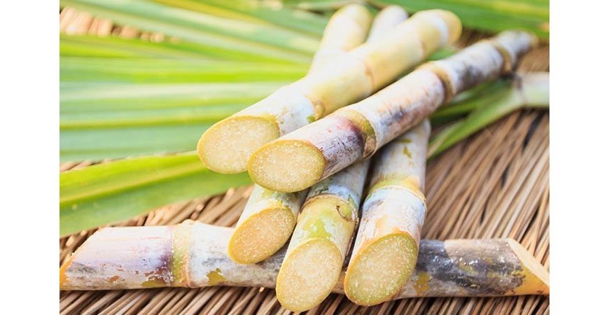 건강기능성 인정 받은 쿠바산 폴리코사놀