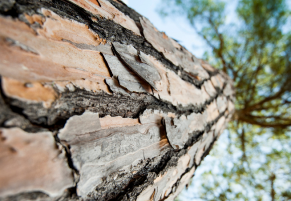 강력한 항산화제  피크노제놀 (Pycnogenol) 효능