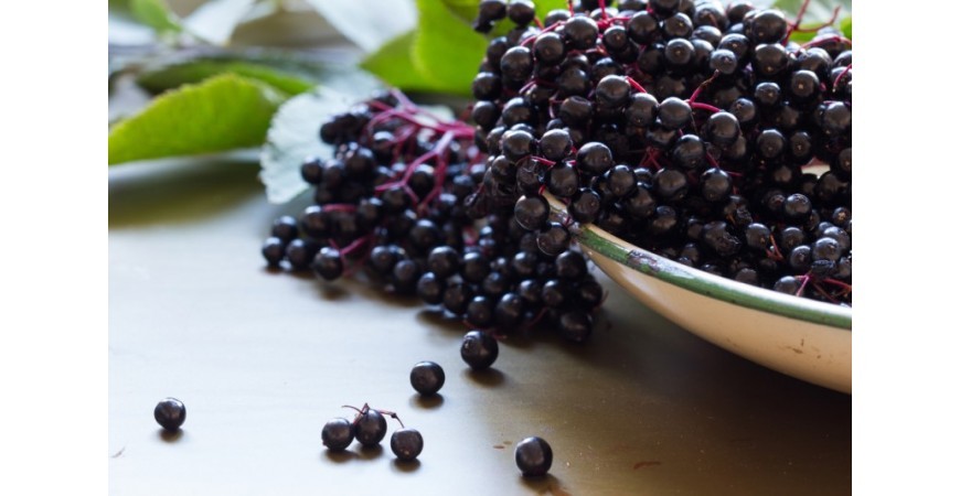 생명의 나무 열매 아사이 베리의 효능