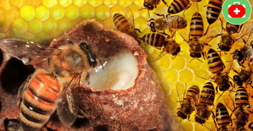 활력 성장 장수 생명의 원천 로얄젤리 