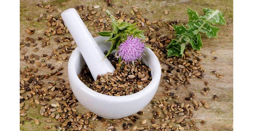 대표적인 간영양제, 밀크시슬(Milk thistle) 실리마린의 효능