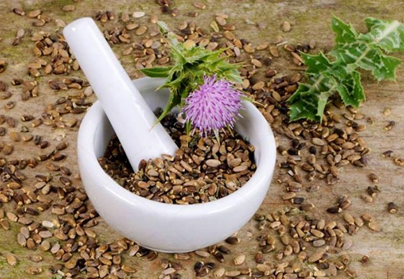 대표적인 간영양제, 밀크시슬(Milk thistle) 실리마린의 효능