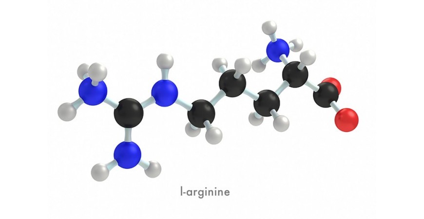 남성, 운동인에게 꼭 필요한 아미노산, 엘 아르기닌(L-arginine)